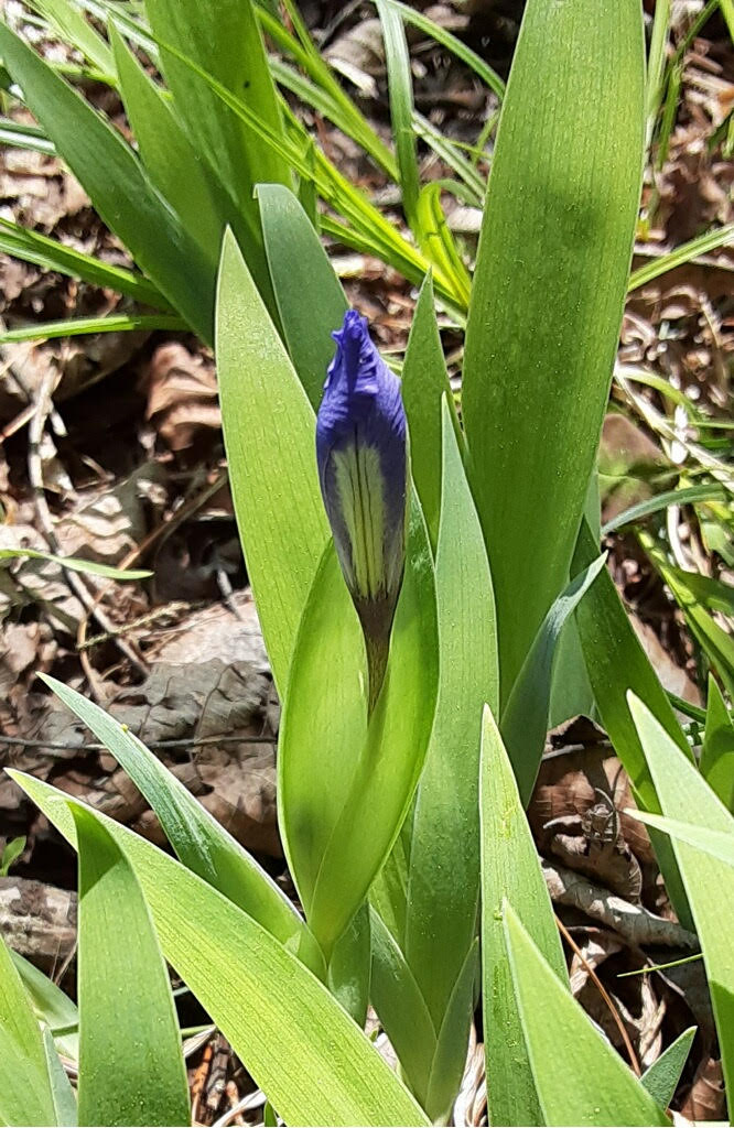 The Iris Flower