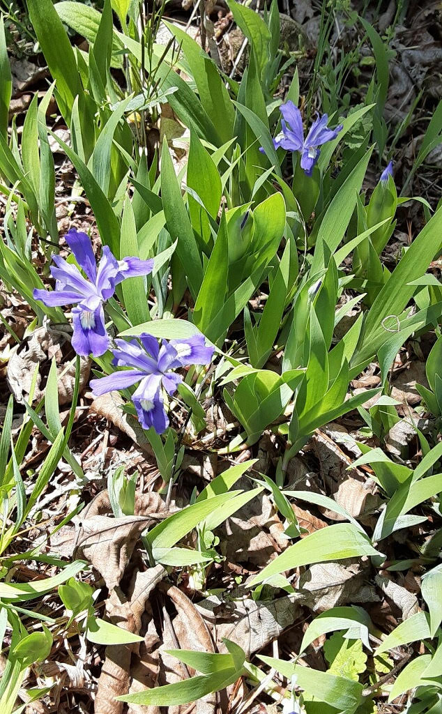 Underfoot: Jeepers, Virginia Creepers! - Northcentral Pennsylvania  Conservancy