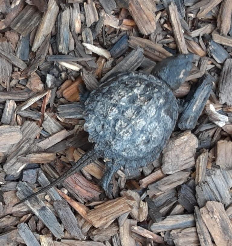 Underfoot: COMMON SNAPPING TURTLE (Chelydra serpentium) - Northcentral ...