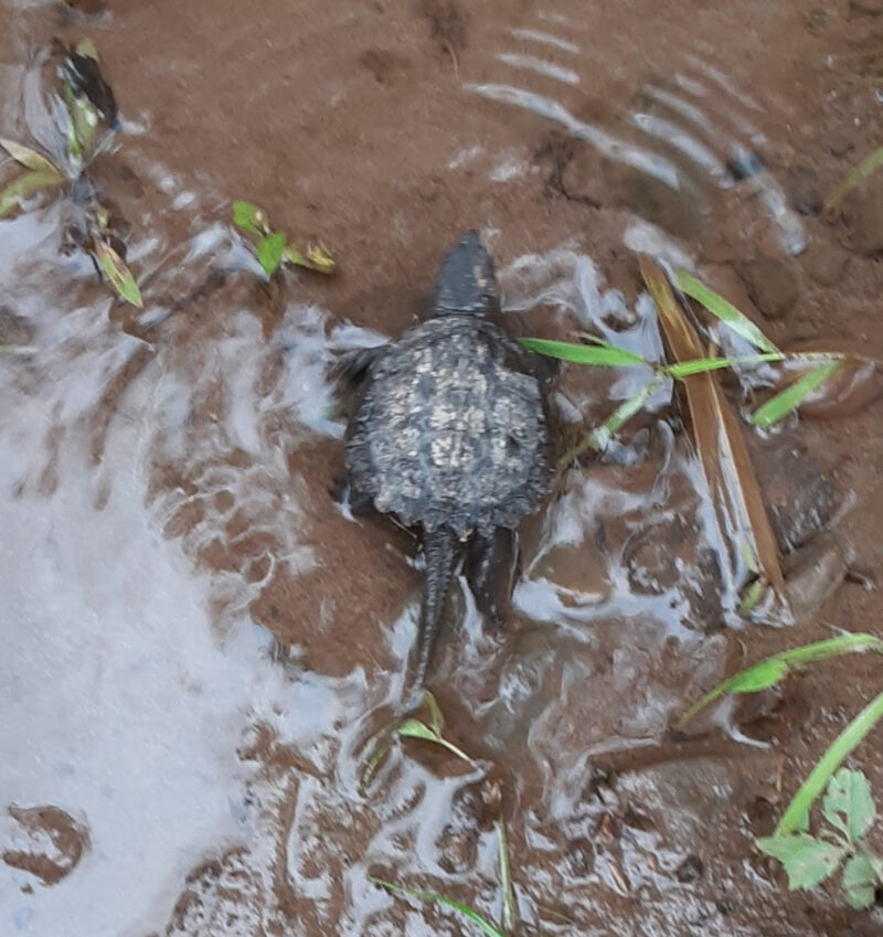 Underfoot: COMMON SNAPPING TURTLE (Chelydra serpentium) - Northcentral ...