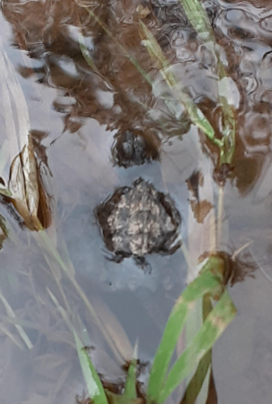 Underfoot: COMMON SNAPPING TURTLE (Chelydra serpentium) - Northcentral ...